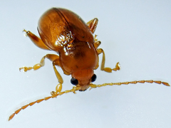 Neocrepidodera transversa