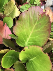 Bergenia