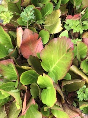 Bergenia