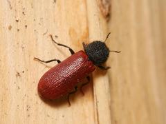 Bostrichus capucinus