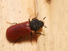 Bostrichus capucinus