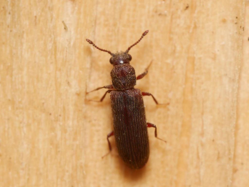 shiny powderpost beetle