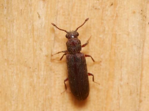 shiny powderpost beetle