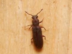 Lyctus cavicollis