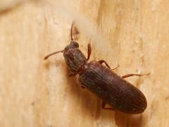 Lyctus cavicollis