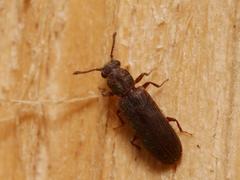 Lyctus cavicollis