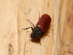 Bostrichus capucinus