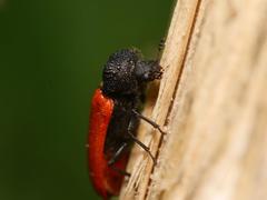 Bostrichus capucinus