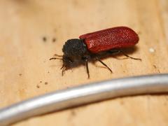 Bostrichus capucinus