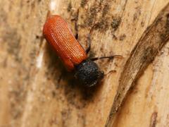 Bostrichus capucinus