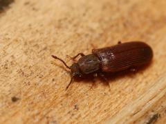 Lyctus cavicollis