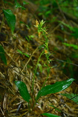 Cryptostylis arachnites