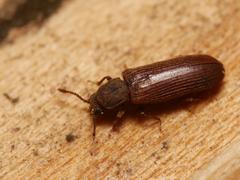 Lyctus cavicollis