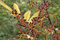 Alectryon excelsus excelsus