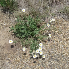 Aphanostephus skirrhobasis