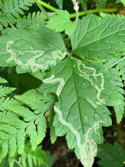 Phytomyza tiarellae