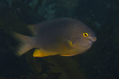 Plectroglyphidodon gascoynei