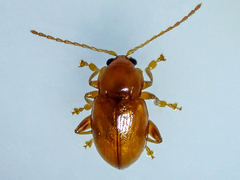 Neocrepidodera transversa