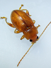 Neocrepidodera transversa