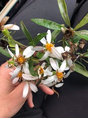 Brachyglottis kirkii