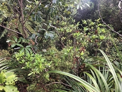 Brachyglottis kirkii