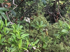 Brachyglottis kirkii