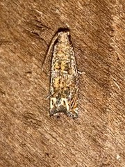 Epiblema abruptana
