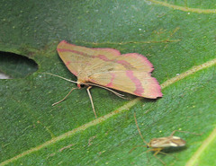 Rhodostrophia calabra