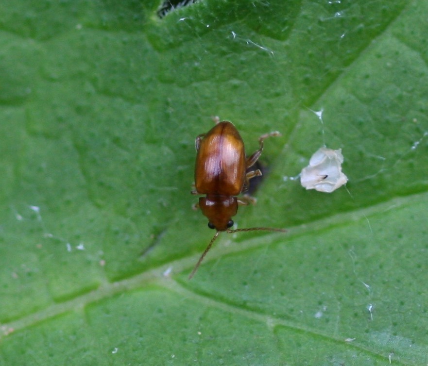 Neocrepidodera transversa