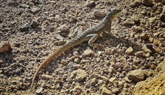 Microlophus tigris