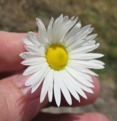 Aphanostephus skirrhobasis