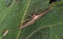 Rhodostrophia calabra