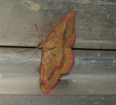 Rhodostrophia calabra