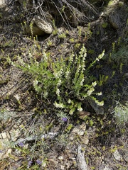 Penstemon deustus