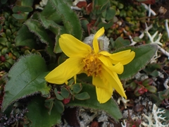 Arnica griscomii