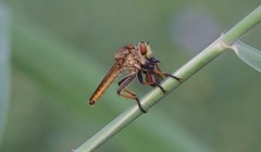 Cophinopoda