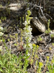 Penstemon deustus