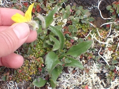 Arnica griscomii