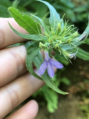 Palmerella debilis serrata