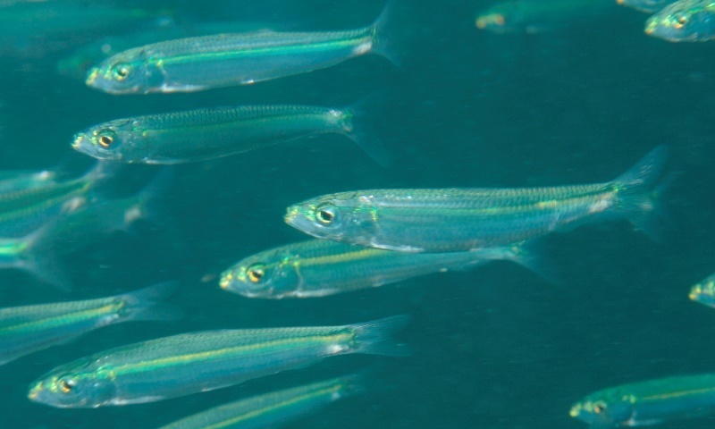 Sandy Sprats