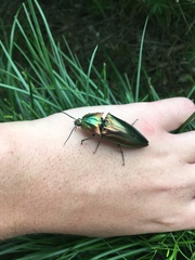 Campsosternus auratus