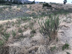 Hazardia squarrosa grindelioides