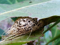 Cricula trifenestrata