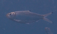 Herklotsichthys castelnaui