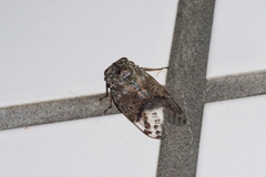 Platypleura kuroiwae