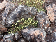 Saxifraga bronchialis funstonii