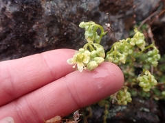 Saxifraga bronchialis funstonii