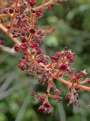 Alectryon excelsus excelsus