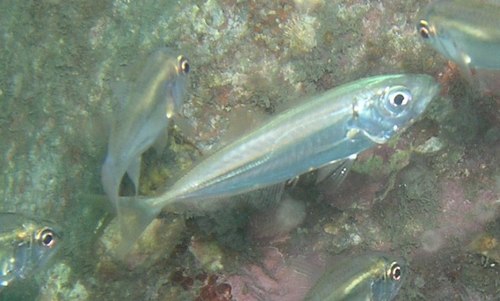 Chows (Trachurus declivis) — Carangidae