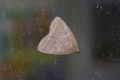 Simplicia xanthoma
